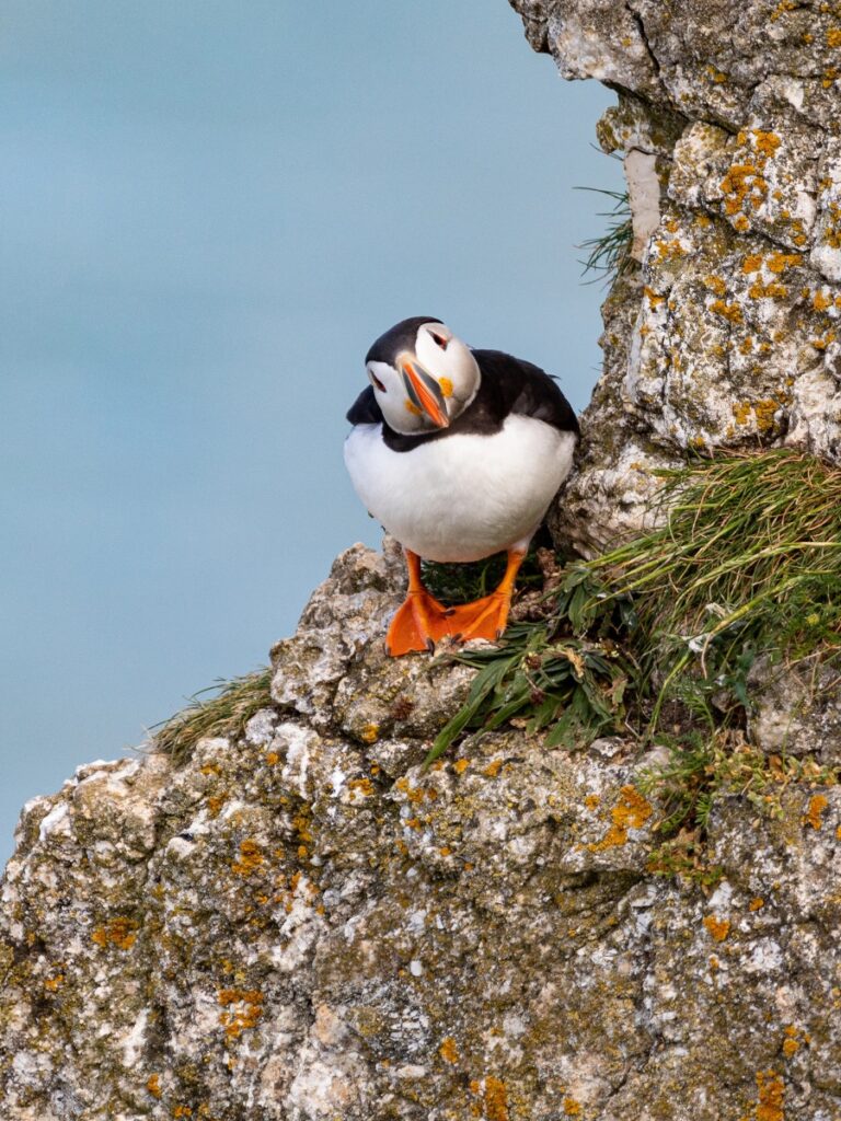 Bempton Cliffs