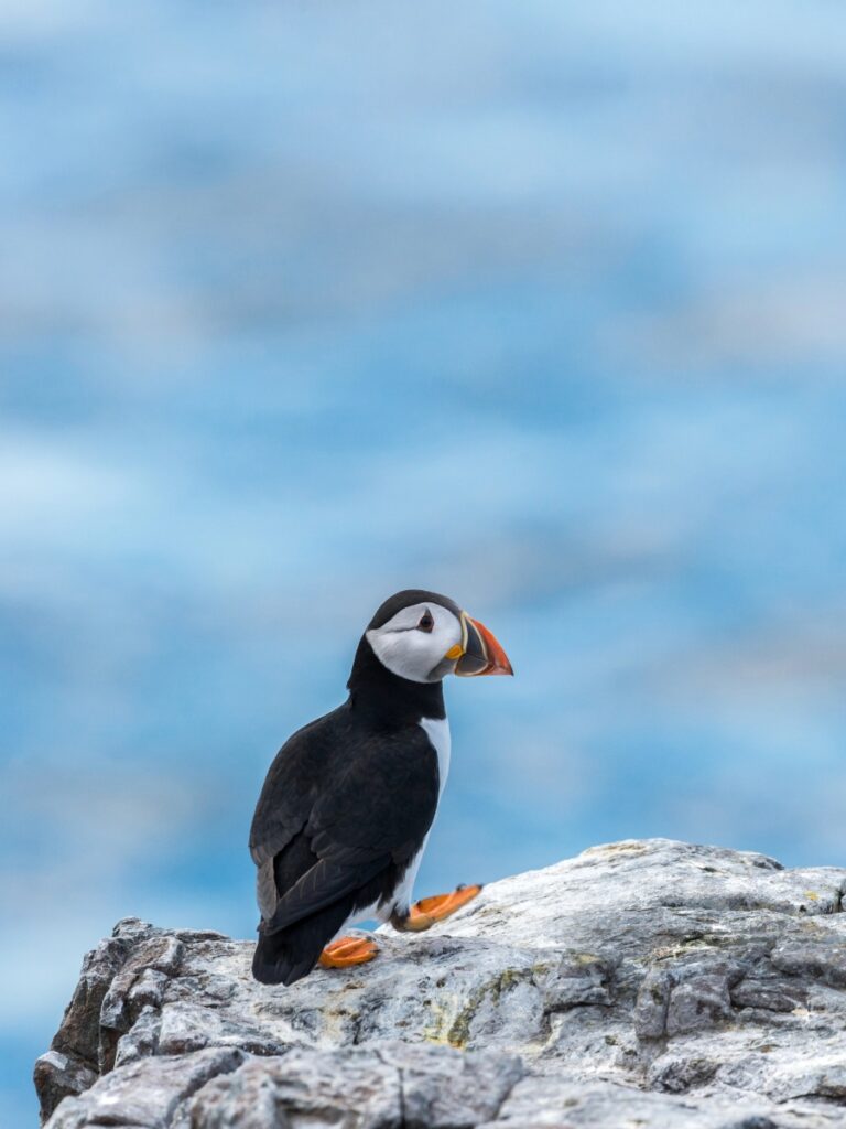 Farne Islands