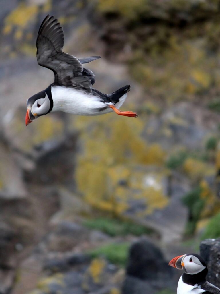 Isle of may