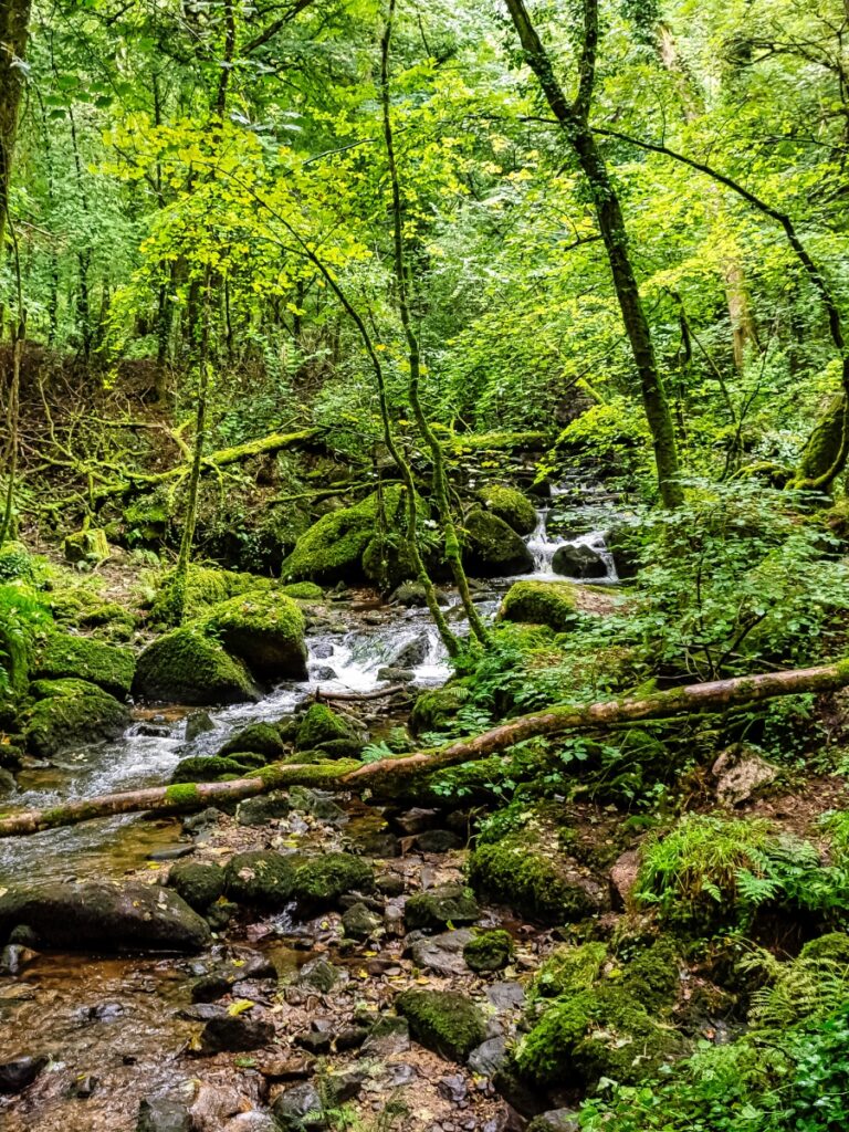 Kennall Vale Nature Reserve