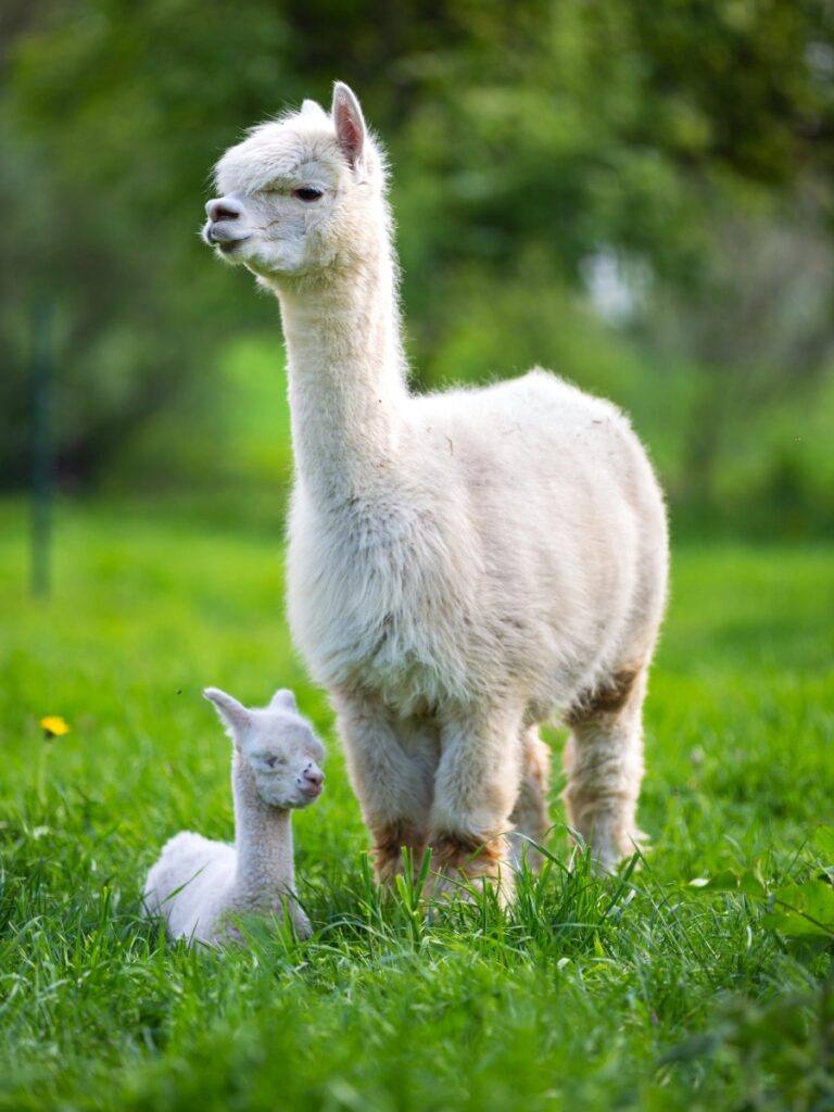 alpacas