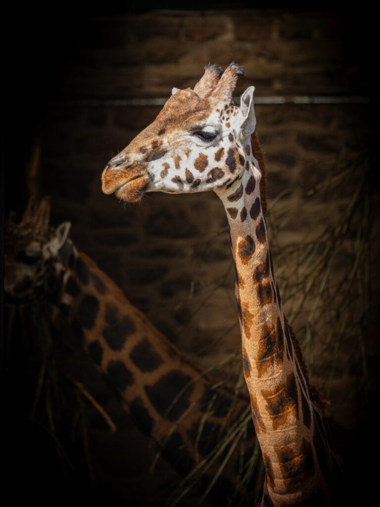 Chester zoo