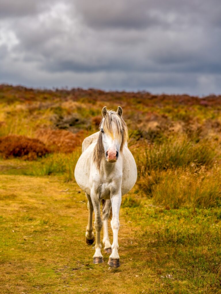Church stretton ponies