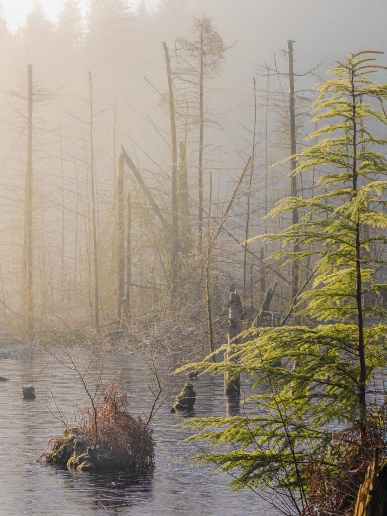 π Delamere Forest