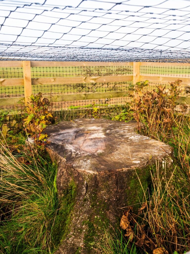 Sycamore Gap Tree Memorial