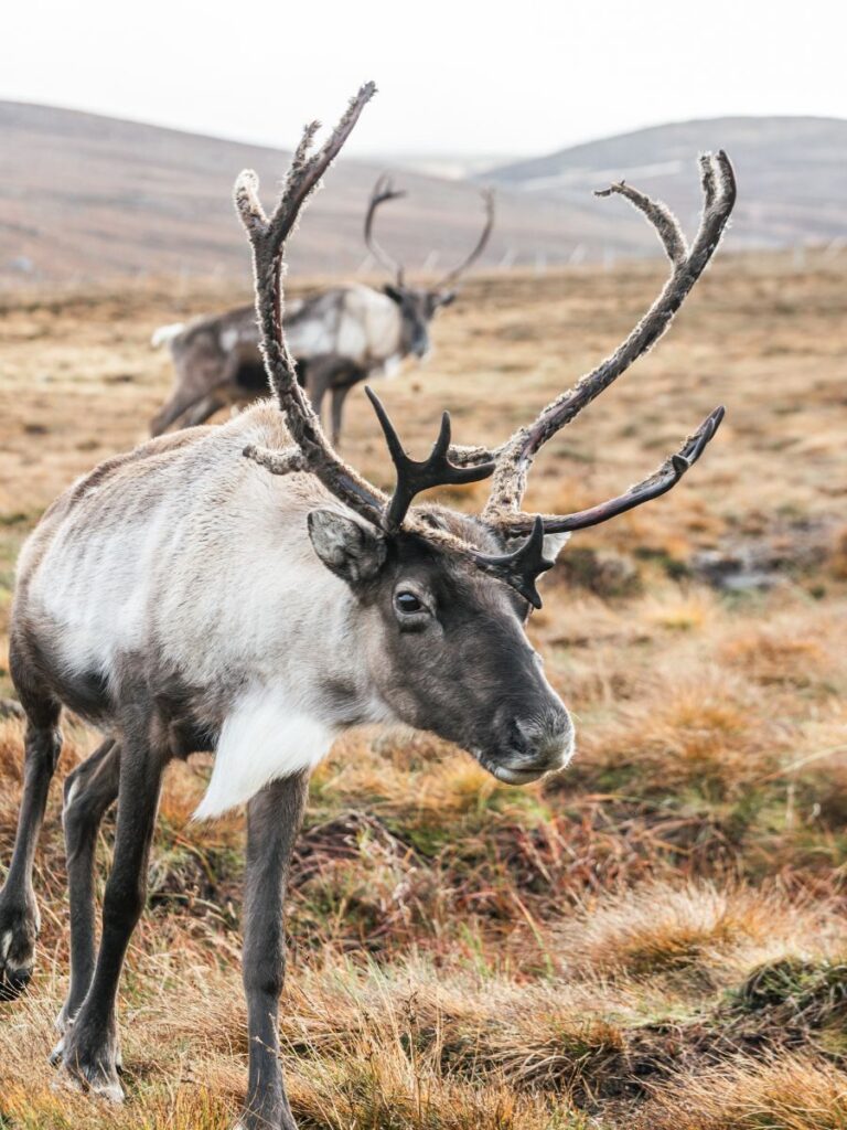 Cairngorm Reindeer Herd