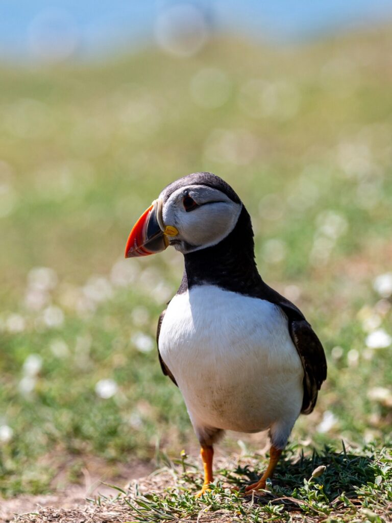 Skomer Island