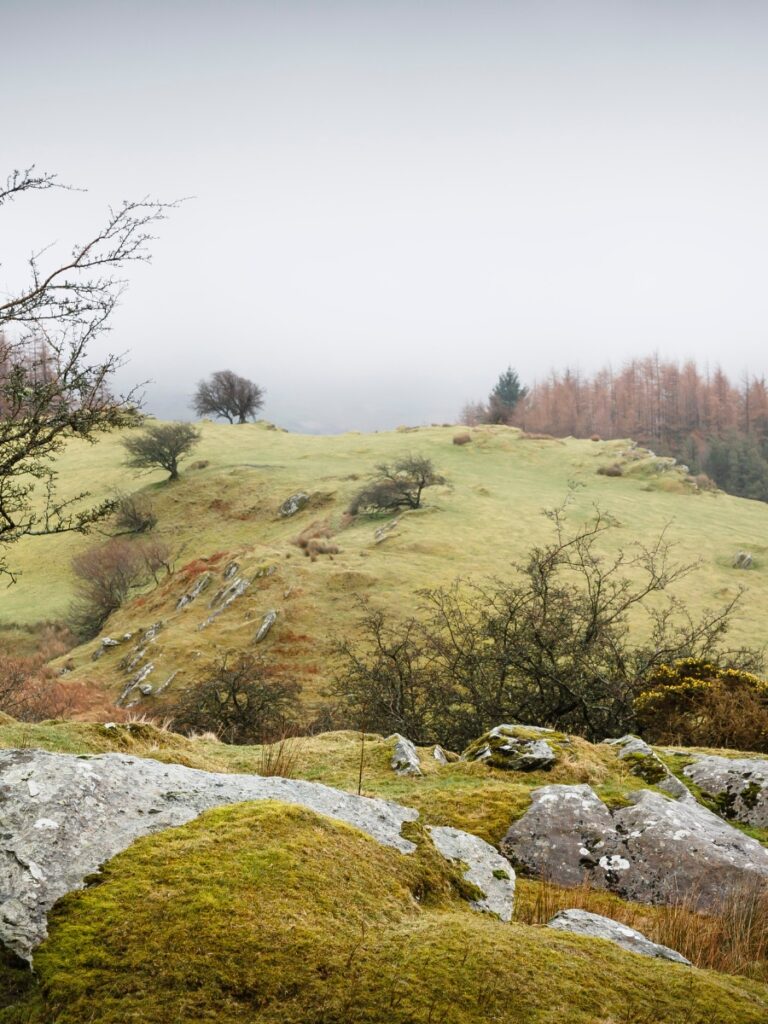 Gwydir Forest Park