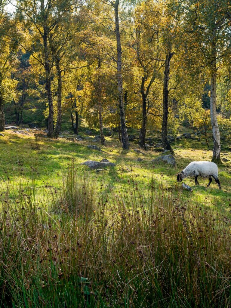 Longshaw Estate
