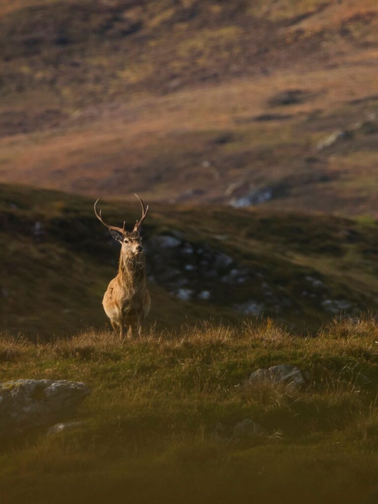 cairngorms